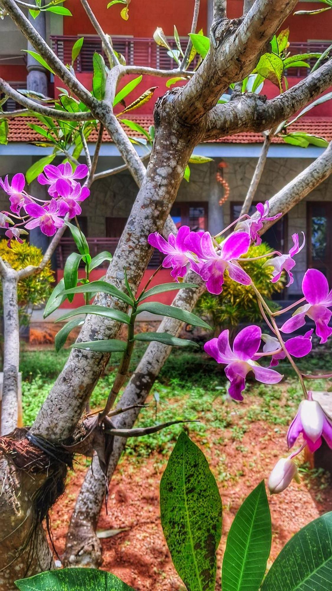 Vedic Heritage Boutique Hotel Kovalam Exteriör bild